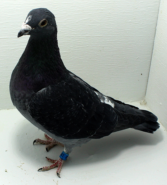 Band: 6841 IPB B 2025